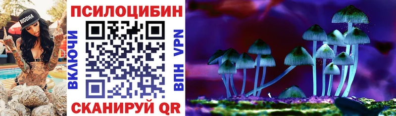 где найти   Карабулак  Псилоцибиновые грибы Psilocybe 